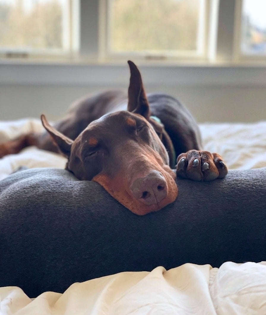 A dark brown Doberman dog rests its head on a dark gray plush pet pillow on a white bed, with a softly blurred window in the background.
